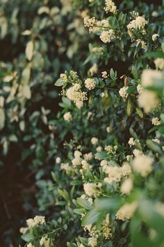 some white flowers and green leaves on a bush