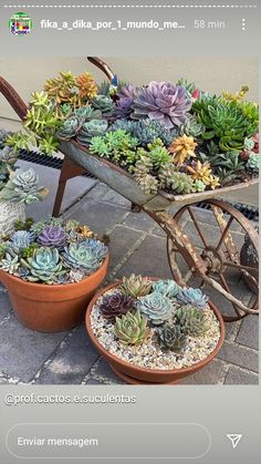 several potted succulents are sitting in a wheelbarrow