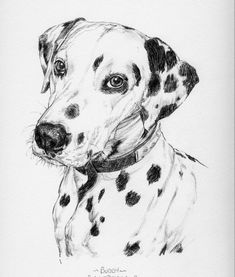 a black and white drawing of a dalmatian dog