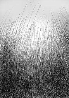 black and white photograph of grass blowing in the wind