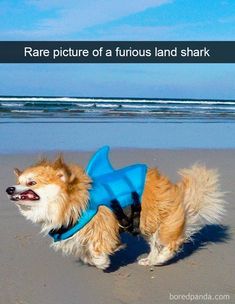 a small dog wearing a blue life jacket on the beach with its mouth open and tongue out