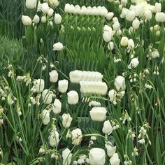 some white flowers are growing in the grass