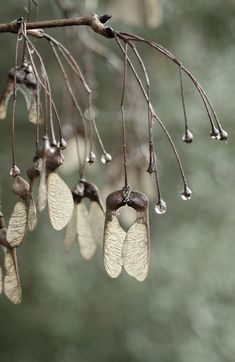 some brown and white leaves on a tree branch with water droplets hanging from it's branches