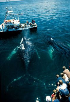 people watching a humpback whale in the ocean while others watch from a boat