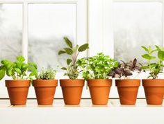 a row of potted plants sitting on top of a window sill with the words grow organic vegetables indoors