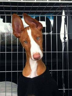 a brown and white dog wearing a black shirt