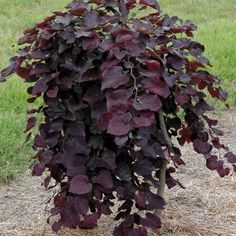 a large purple plant with lots of leaves growing on it's side in the grass