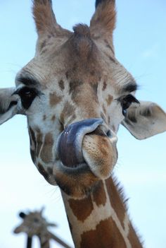 a giraffe sticking its tongue out with another giraffe in the background