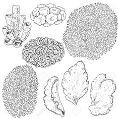 the different types of corals are shown in this black and white drawing, which is also