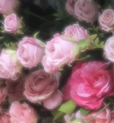 a bunch of pink and red roses are in the middle of a photo with green leaves