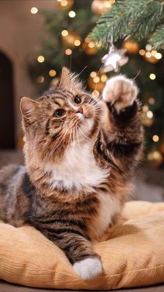 a cat sitting on top of a pillow next to a christmas tree with its paws in the air