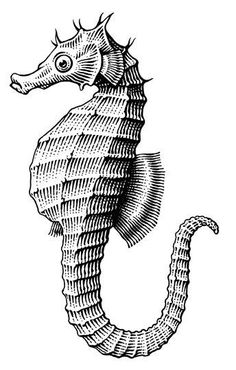 an ink drawing of a seahorse, vintage line drawing or engraving illustration stock photo