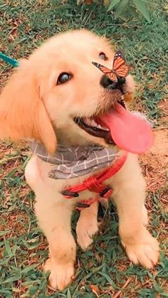 a dog with a butterfly on its head and tongue out sitting in the grass next to a frisbee