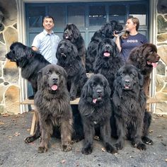 a group of black dogs sitting next to each other