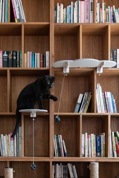 a black cat sitting on top of a chair in front of bookshelves