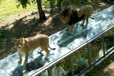 two lions are walking on the glass walkway