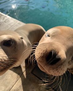 two sea lions standing next to each other near a pool