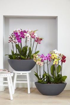 three potted plants sitting on top of each other in front of a white wall