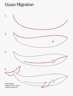 how to draw a whale with easy steps