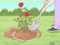 a man is digging in the ground with a shovel and roses growing out of it