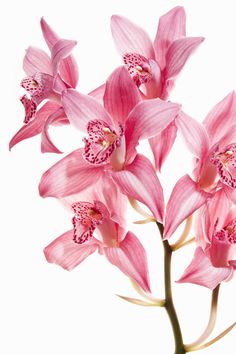 pink orchids are blooming on a white background