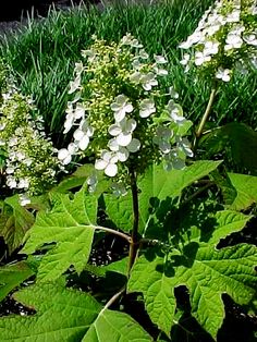 some white flowers and green leaves in the grass