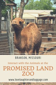 a camel standing next to a fence with the words,'interact with the animals at the promised land zoo '