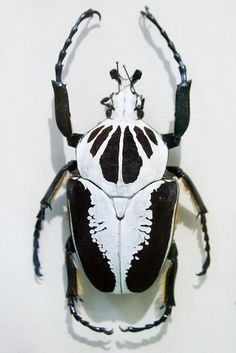 a black and white insect with long legs