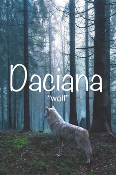 a wolf standing in the middle of a forest next to tall trees with the words daciana on it