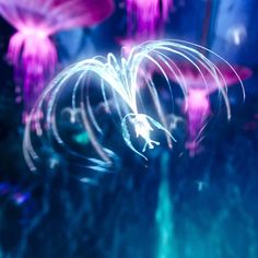 blurry photograph of an abstract flower in blue and pink colors with light streaks on the petals