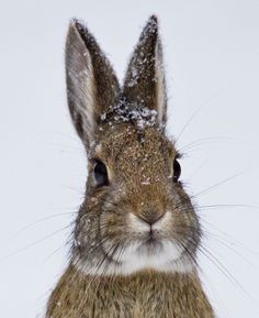 a close up of a rabbit in the snow