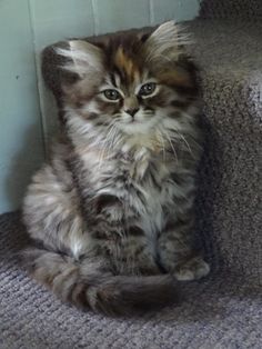 a fluffy kitten sitting on top of a carpeted stair