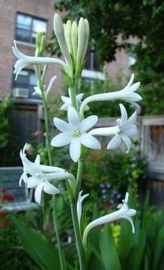 white flowers are blooming in front of a brick building