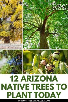 the arizona native trees to plant today with pictures of them and text overlay that reads,