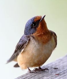 a small bird sitting on top of a wooden table