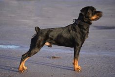 a black and brown dog standing on top of a sandy beach