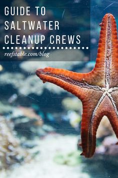 an orange and white starfish with text overlay reading guide to saltwater cleanup crews