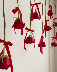 some red flowers hanging from a white wall