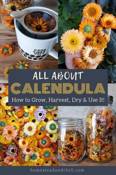 flowers and jars with the title all about calendula how to grow, harvest & use it