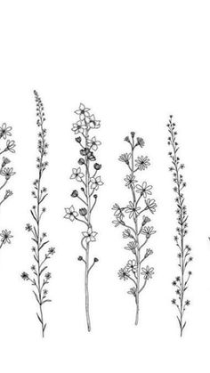 six different types of flowers on a white background