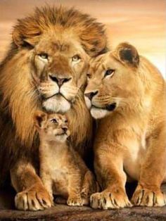 two adult lions standing next to a baby lion