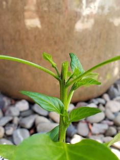 a plant with green leaves growing out of it's center surrounded by rocks and gravel