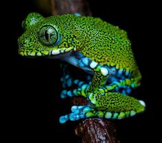 a green and blue frog sitting on top of a tree branch