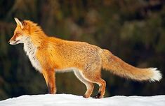 a red fox standing on top of snow covered ground