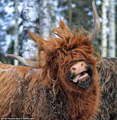 an animal with long hair standing in the woods