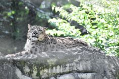 a snow leopard laying on top of a rock