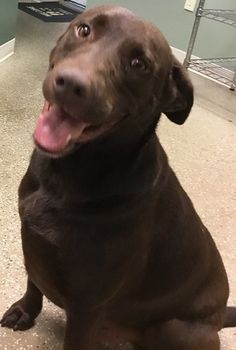 a brown dog sitting on the floor with his tongue out