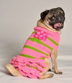 a pug dog wearing a pink sweater with green stripes and flowers on it's chest