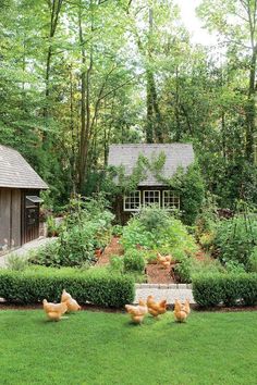 chickens are walking around in the grass near a small shed and garden area with trees