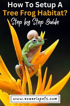 a frog sitting on top of a flower with the words how to setup a tree frog habitat